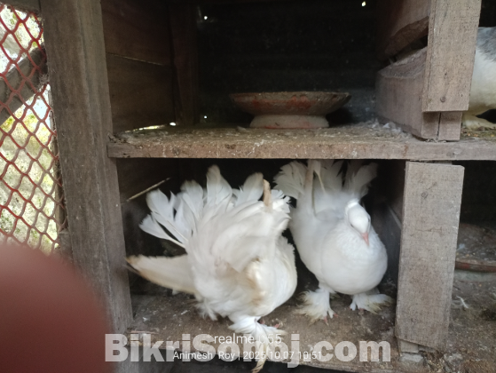 এক জোড়া সাদা লক্ষ্যা কবুতর বিক্রি করা হবে